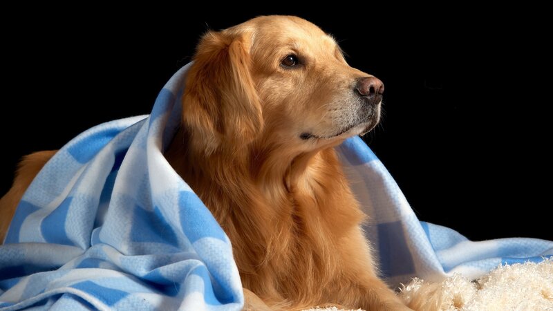 Golden Retriever Dog — Blue, Calm, Photograph, Blanket