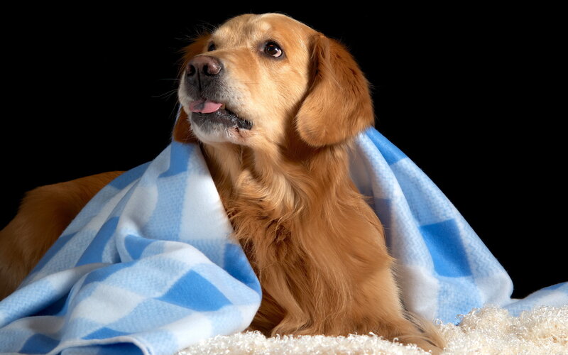 Golden Retriever Dog — Blue, Calm