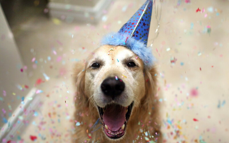 Golden Retriever Dog — Blue, Festive