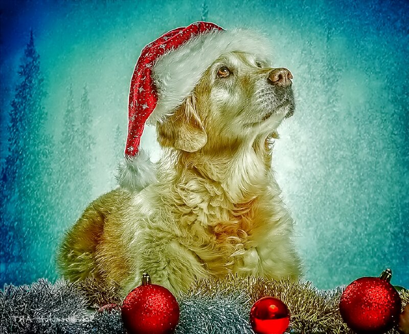 Golden Retriever Dog — Blue, Festive, Winter