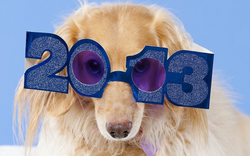 Golden Retriever Dog — Blue, Playful
