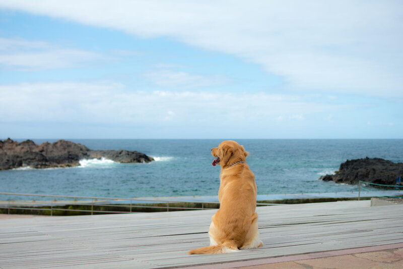 Golden Retriever Dog — Blue, Serene