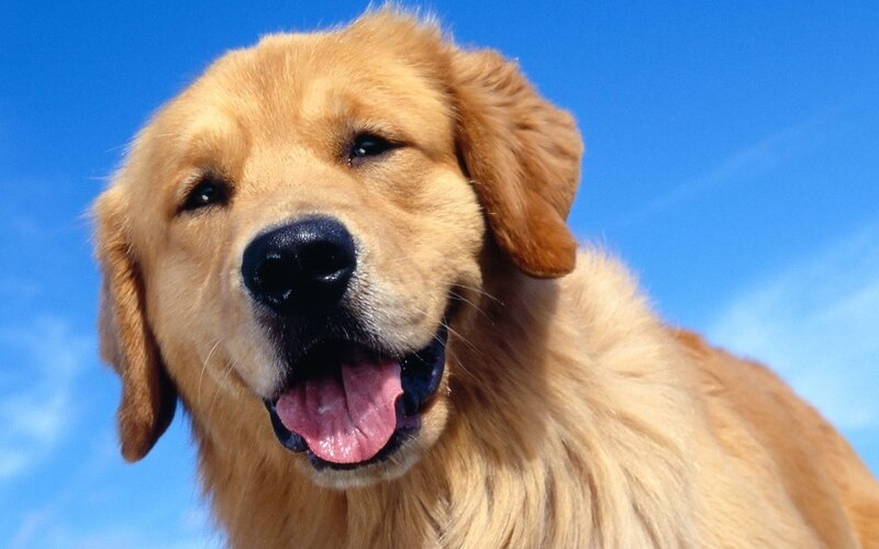 Golden Retriever Dog — Blue