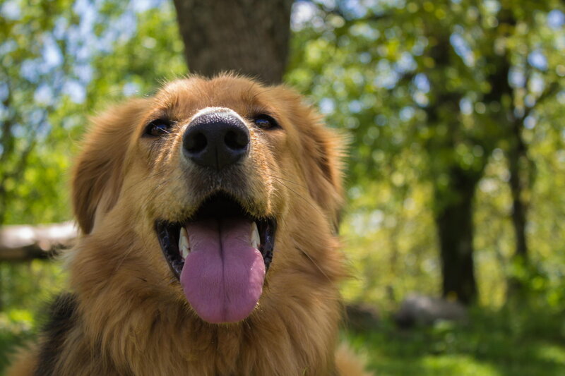 Golden Retriever Dog — Brown, Bright