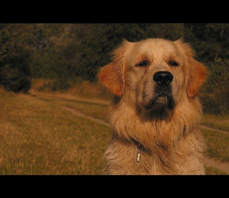 Golden Retriever Dog — Brown, Calm, Afternoon, Photograph, Collar, Path