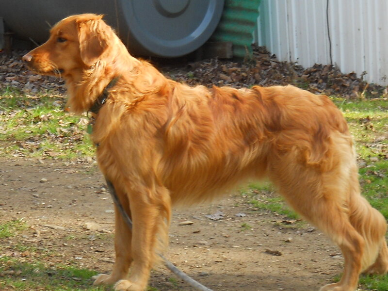 Golden Retriever Dog — Brown, Calm, Afternoon, Photograph, Collar