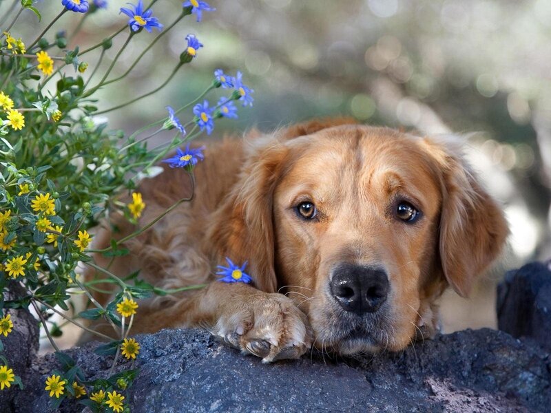 Golden Retriever Dog — Brown, Calm, Afternoon, Photograph, Flowers, Rock, Greenery