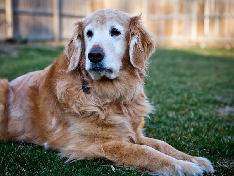 Golden Retriever Dog — Brown, Calm, Afternoon, Photograph, Grass