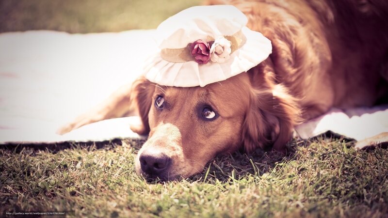 Golden Retriever Dog — Brown, Calm, Afternoon, Photograph, Hat, Grass