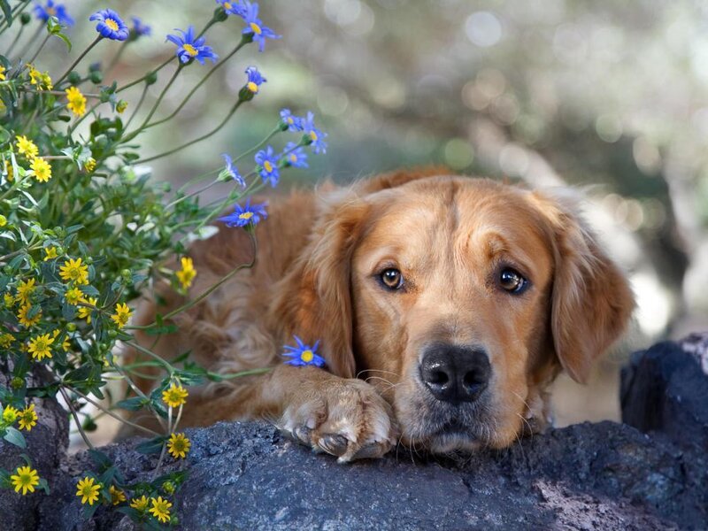 Golden Retriever Dog — Brown, Calm, Afternoon, Photograph