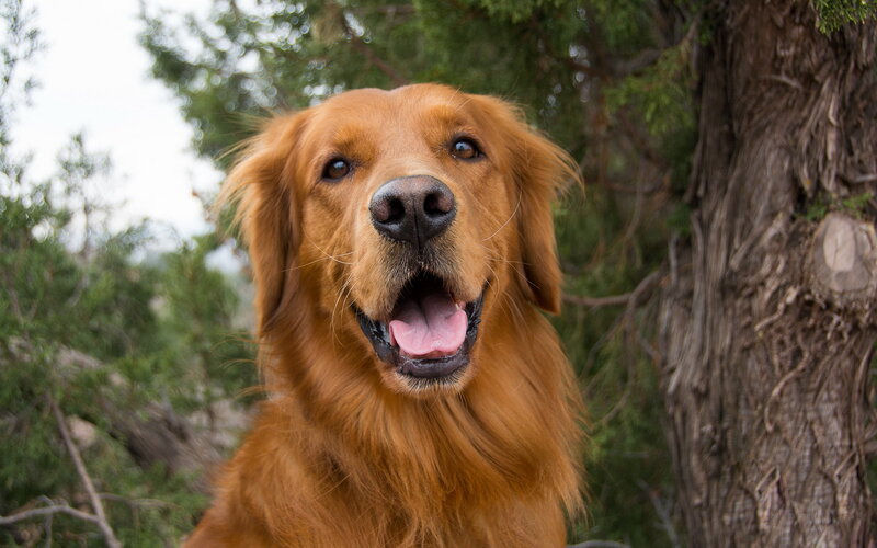 Golden Retriever Dog — Brown, Calm, Afternoon, Photograph, Tree