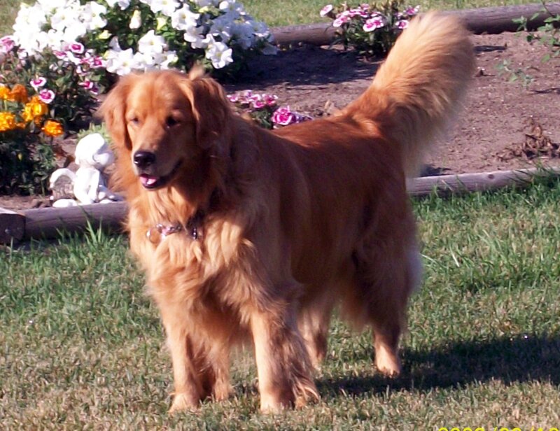 Golden Retriever Dog — Brown, Calm, Afternoon