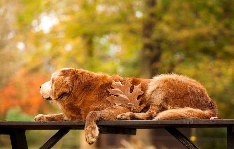 Golden Retriever Dog — Brown, Calm, Autumn, Photograph, Leaf