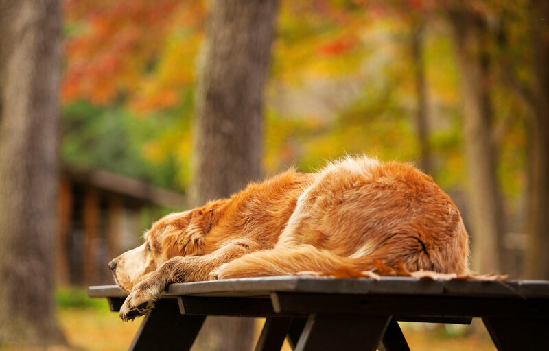 Golden Retriever Dog — Brown, Calm, Autumn, Photograph, Table