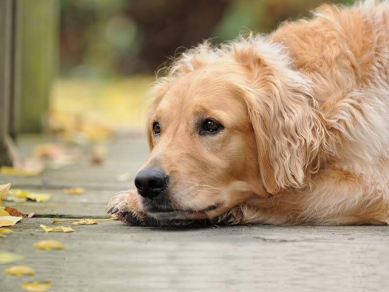 Golden Retriever Dog — Brown, Calm, Autumn
