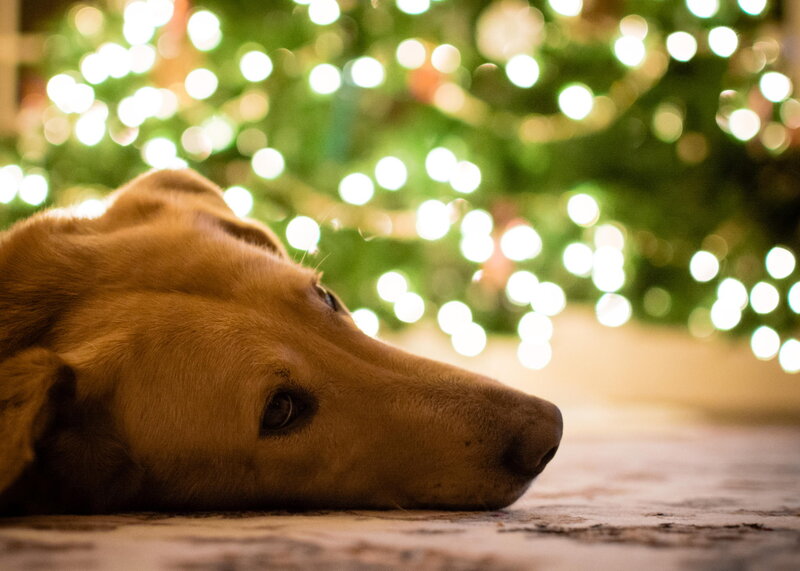 Golden Retriever Dog — Brown, Calm, Night, Photograph, Christmas Tree