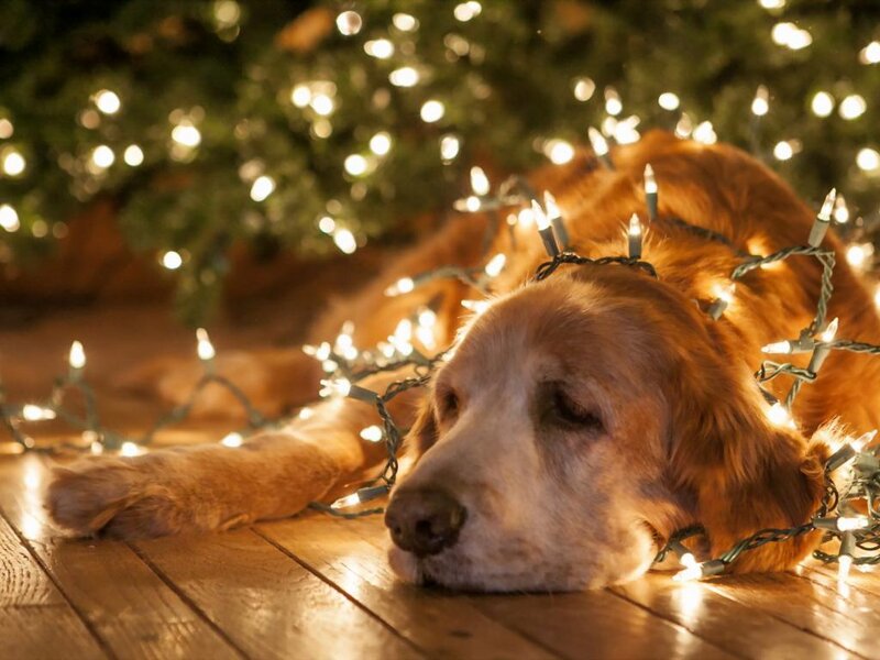 Golden Retriever Dog — Brown, Calm, Night, Photograph