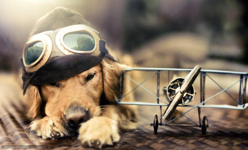 Golden Retriever Dog — Brown, Calm, Photograph, Aviator Goggles