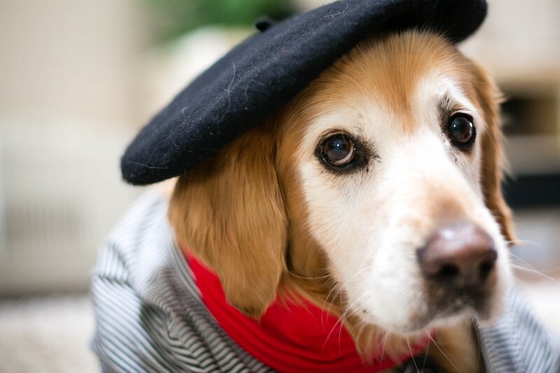 Golden Retriever Dog — Brown, Calm, Photograph, Beret