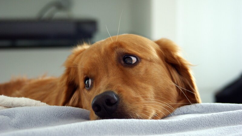 Golden Retriever Dog — Brown, Calm, Photograph, Blanket, Bed