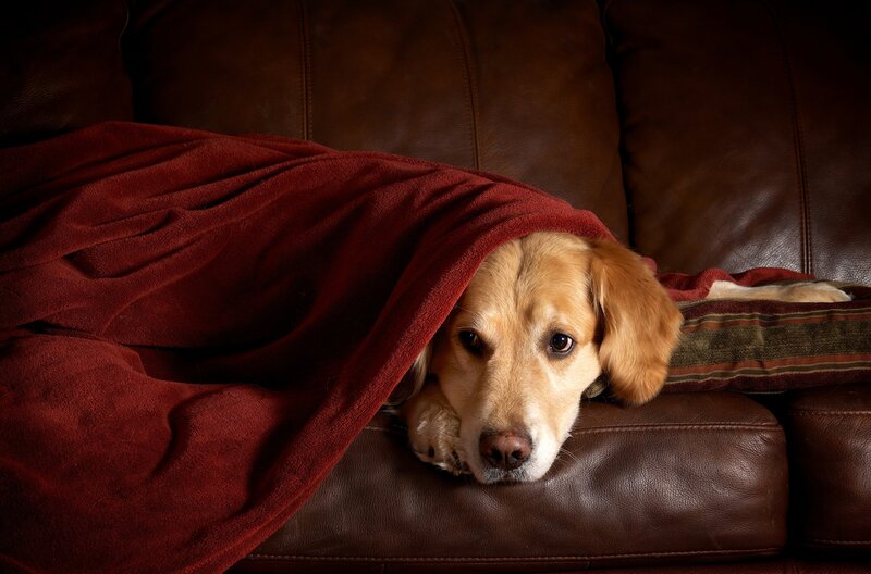 Golden Retriever Dog — Brown, Calm, Photograph, Blanket, Couch