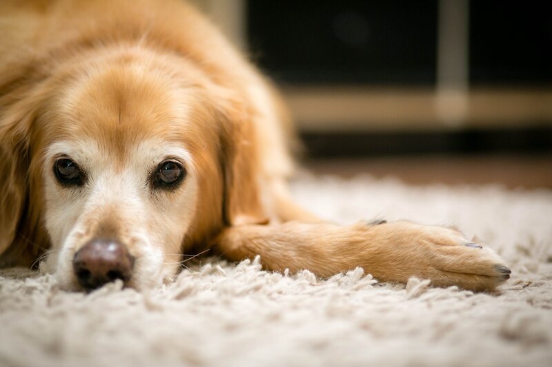 Golden Retriever Dog — Brown, Calm, Photograph, Carpet