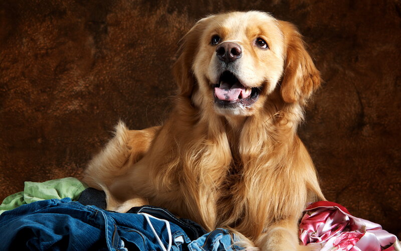 Golden Retriever Dog — Brown, Calm, Photograph, Clothes