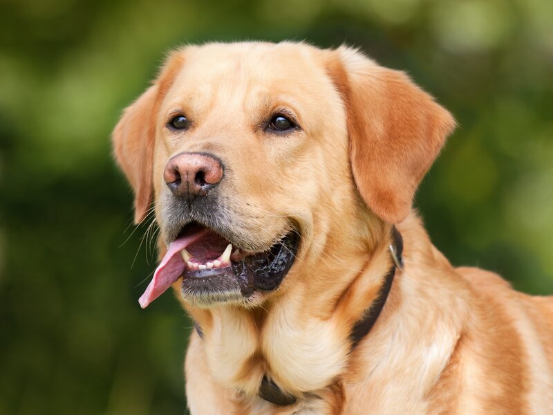 Golden Retriever Dog — Brown, Calm, Photograph, Collar, Green Background
