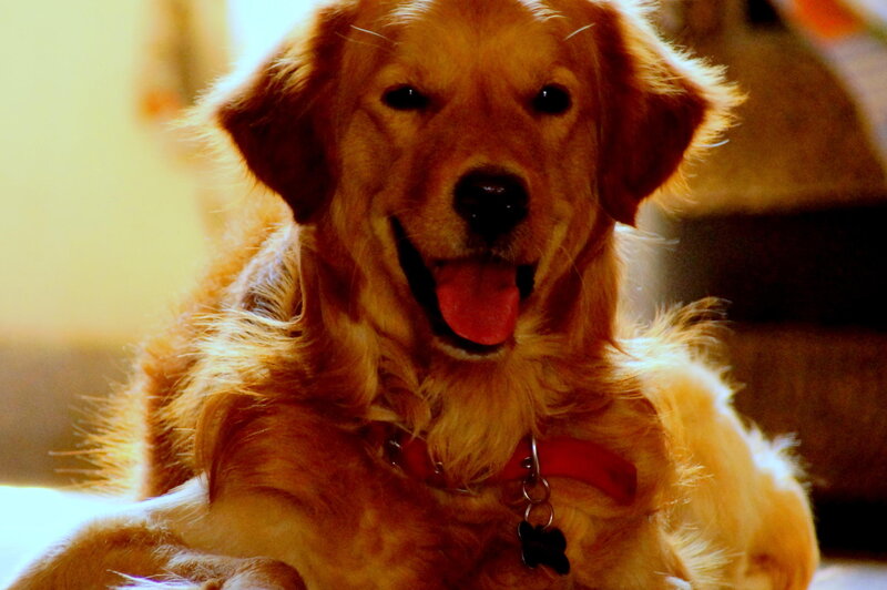 Golden Retriever Dog — Brown, Calm, Photograph, Collar
