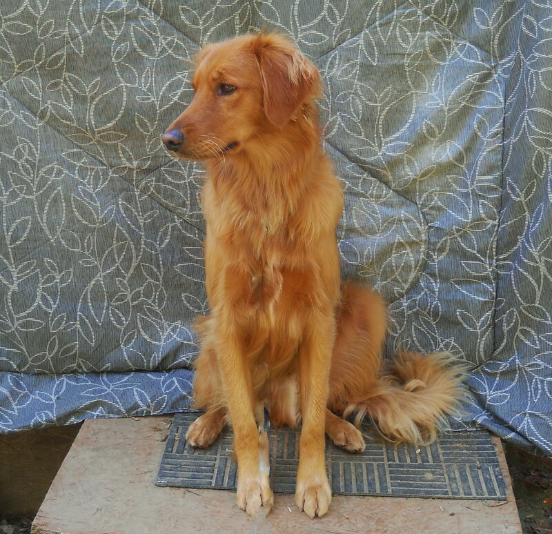 Golden Retriever Dog — Brown, Calm, Photograph, Couch, Mat