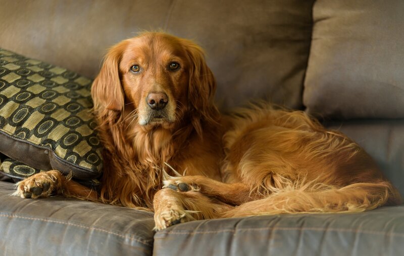 Golden Retriever Dog — Brown, Calm, Photograph, Couch, Pillow