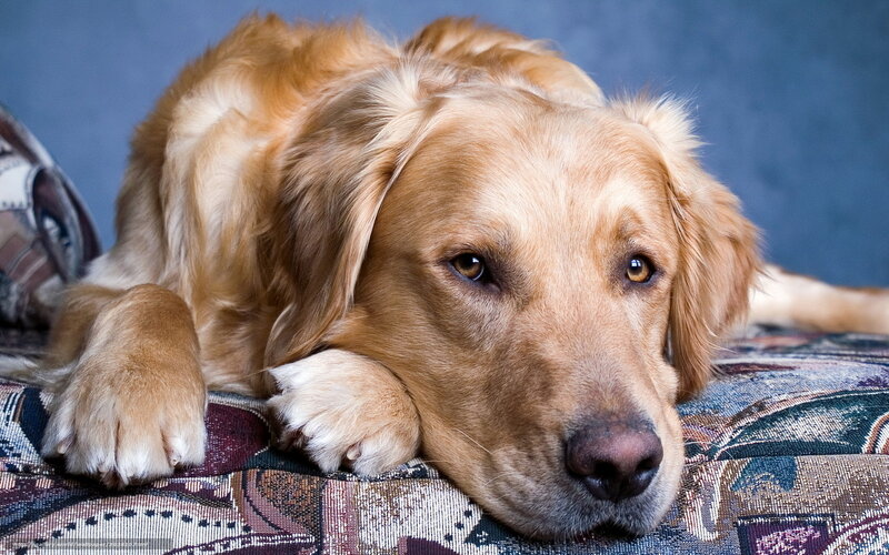 Golden Retriever Dog — Brown, Calm, Photograph, Cushion