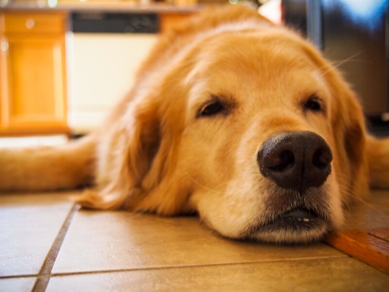 Golden Retriever Dog — Brown, Calm, Photograph, Floor, Kitchen