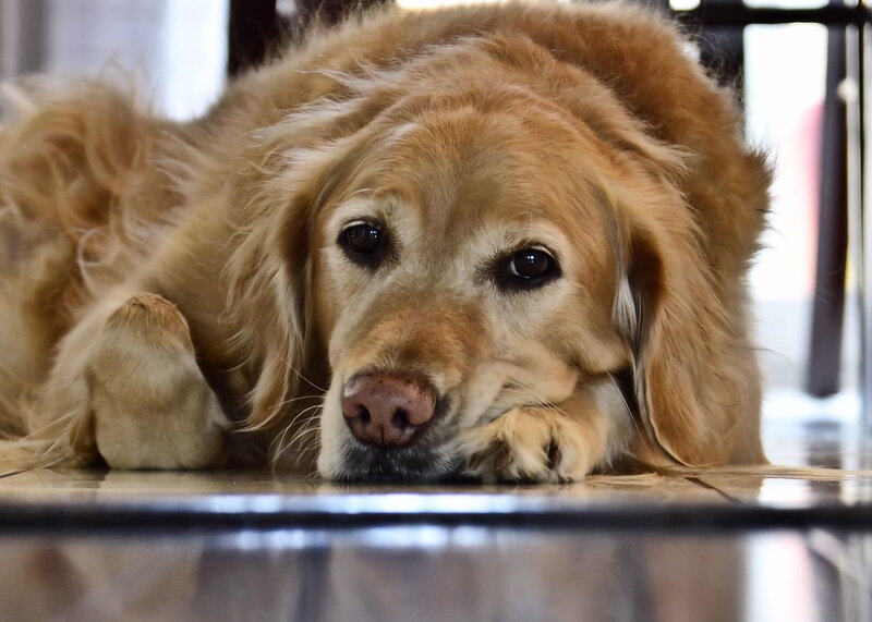 Golden Retriever Dog — Brown, Calm, Photograph, Floor, Paws