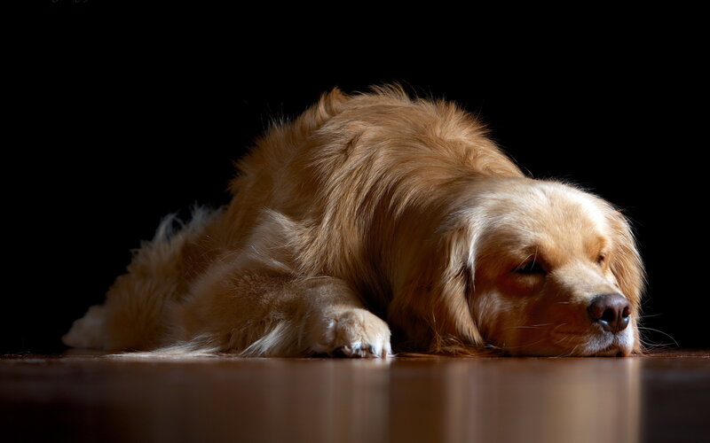 Golden Retriever Dog — Brown, Calm, Photograph, Floor