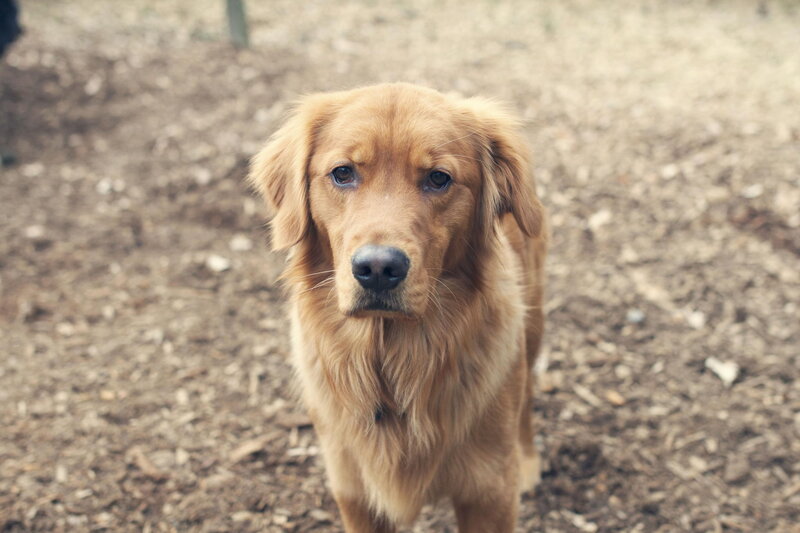 Golden Retriever Dog — Brown, Calm, Photograph, Ground