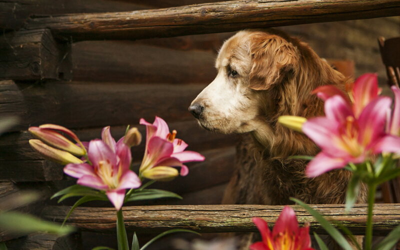 Golden Retriever Dog — Brown, Calm, Photograph, Lilies