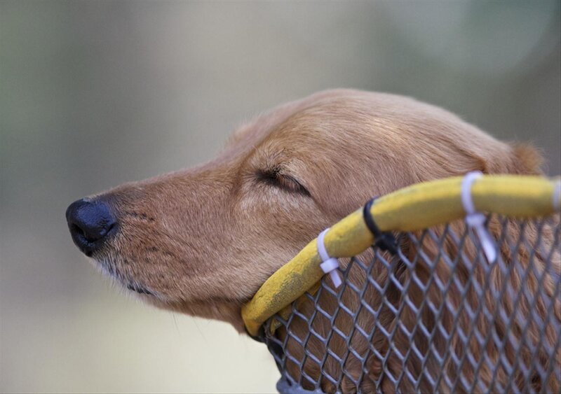 Golden Retriever Dog — Brown, Calm, Photograph, Mesh Cage