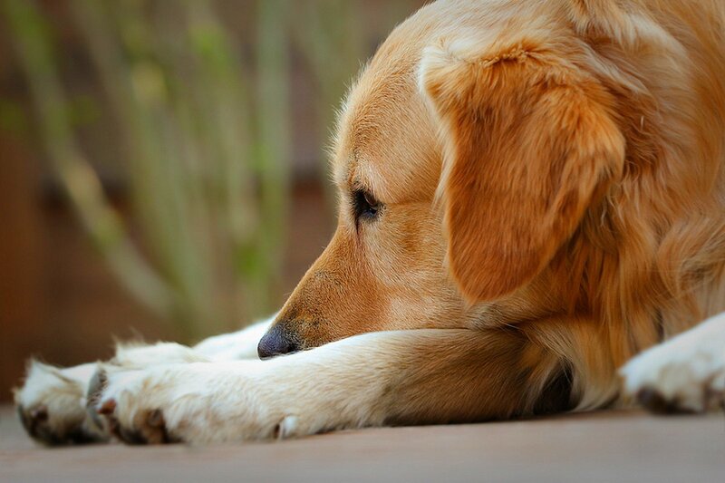 Golden Retriever Dog — Brown, Calm, Photograph, Paws, Ground