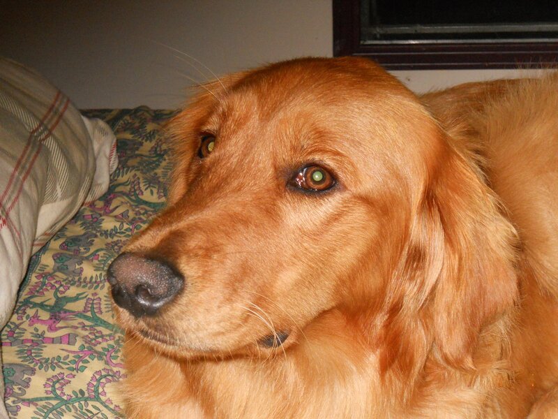 Golden Retriever Dog — Brown, Calm, Photograph, Pillow