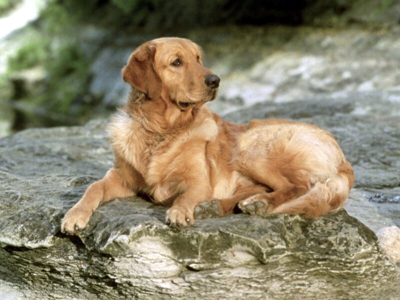 Golden Retriever Dog — Brown, Calm, Photograph, Rock, River
