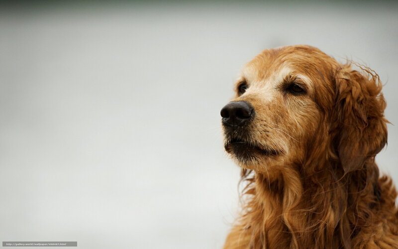 Golden Retriever Dog — Brown, Calm, Photograph, Sky