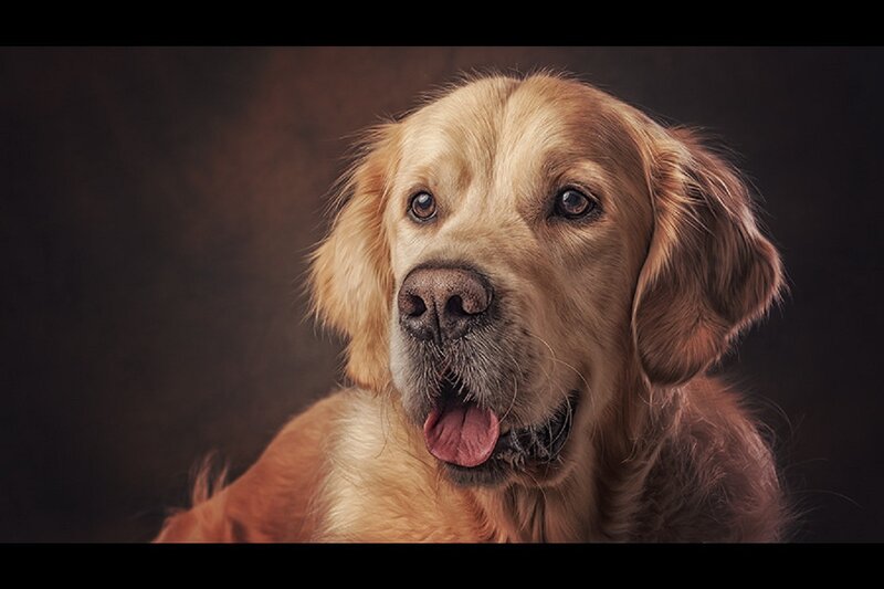 Golden Retriever Dog — Brown, Calm, Photograph, Tongue