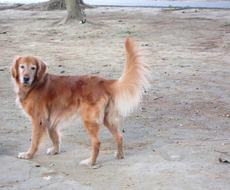 Golden Retriever Dog — Brown, Calm, Photograph, Tree