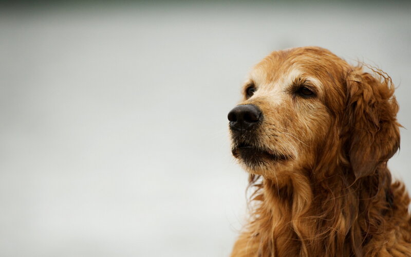 Golden Retriever Dog — Brown, Calm, Photograph, White Background