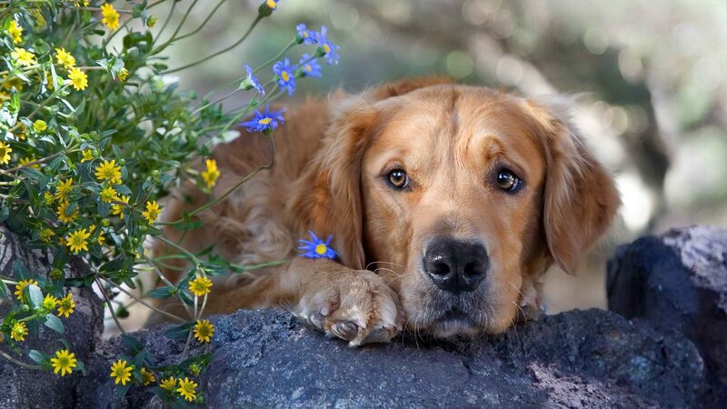 Golden Retriever Dog — Brown, Calm, Spring, Photograph, Flowers