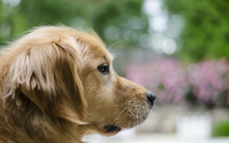 Golden Retriever Dog — Brown, Calm, Spring, Photograph