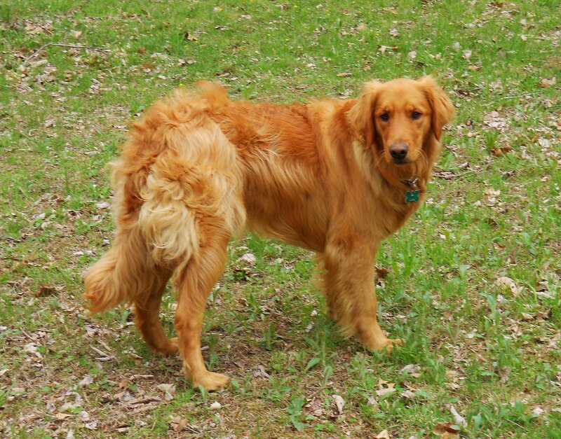Golden Retriever Dog — Brown, Calm, Spring