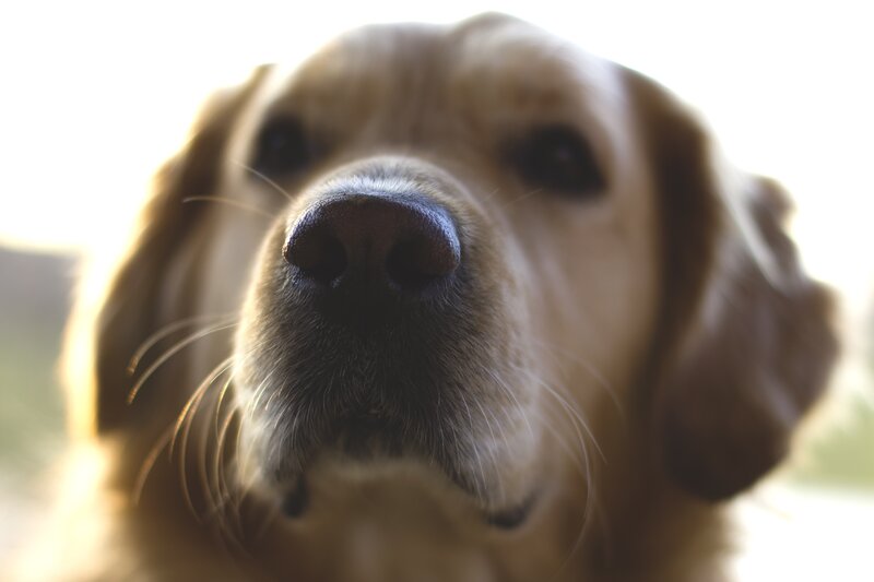 Golden Retriever Dog — Brown, Calm, Sunset