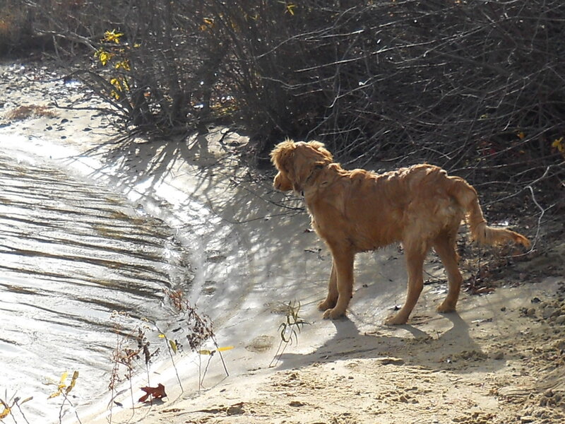 Golden Retriever Dog — Brown, Calm